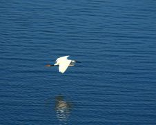 Egret Flying Royalty Free Stock Photography Egret Flying Royalty Free Stock Photography
