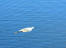 Egret Flying Stock Image