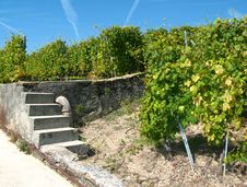 Lavaux Vineyards, Switzerland Stock Images