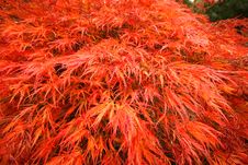 Japanese Fire Bush Background Stock Photography Japanese Fire Bush Background Stock Photography