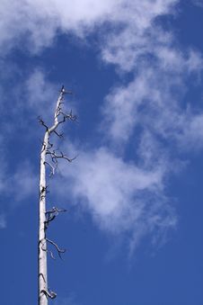 Dead Tree Left Royalty Free Stock Images Dead Tree Left Royalty Free Stock Images