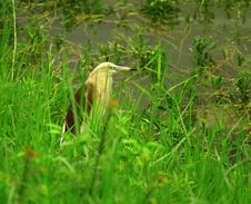 Heron Hiding Royalty Free Stock Images