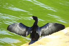 Black Duck On Perch Stock Photo