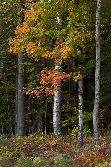 Fall Colors Royalty Free Stock Photos Fall Colors Royalty Free Stock Photos