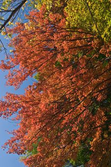 Fall Colors Stock Image Fall Colors Stock Image