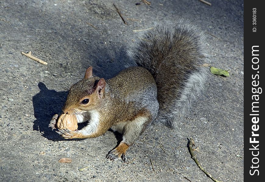 Squirrel Eating A Walnut