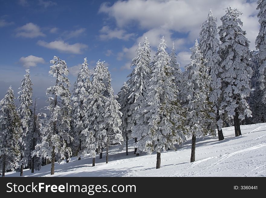 Winter landscape with fir forest cover by snow in a sunny day