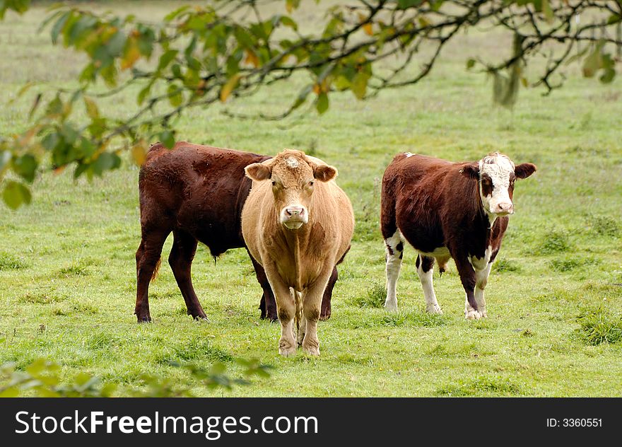 Cows At The Farm