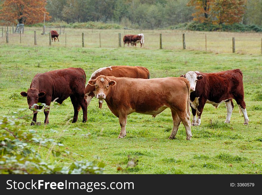Cows at North Cascade national Park in autumn
