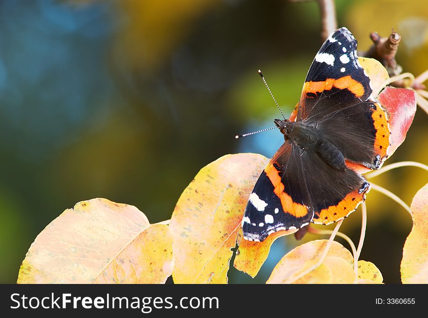 A butterfly sitting amongst autumn leaves. A butterfly sitting amongst autumn leaves