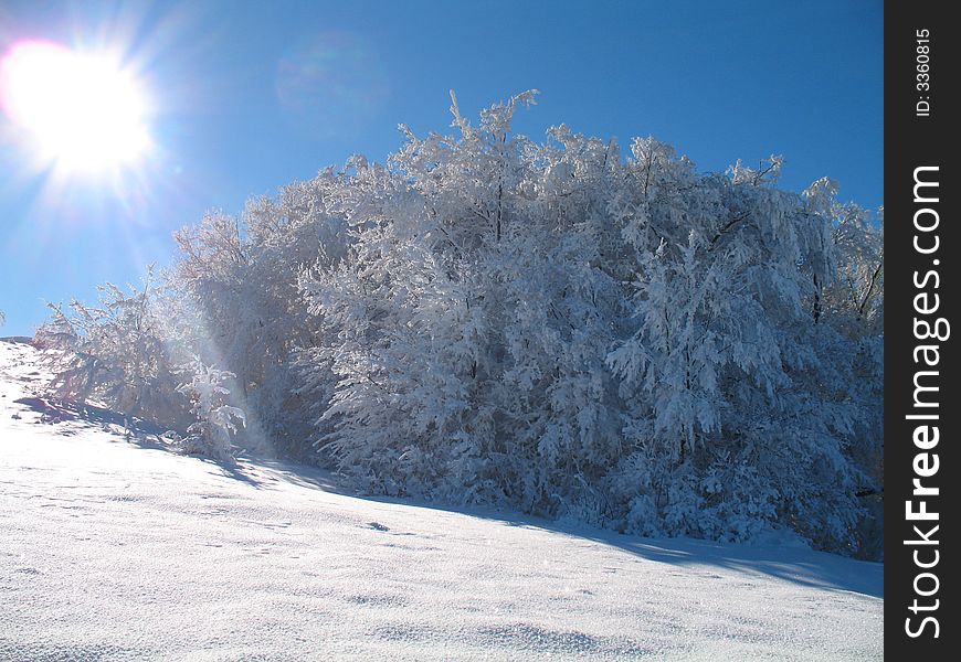 Sunny winter day in snowy forest