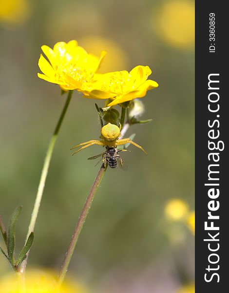 Yellow Crab spider, Misumenoides formosipes, with prey under California buttercup. Yellow Crab spider, Misumenoides formosipes, with prey under California buttercup