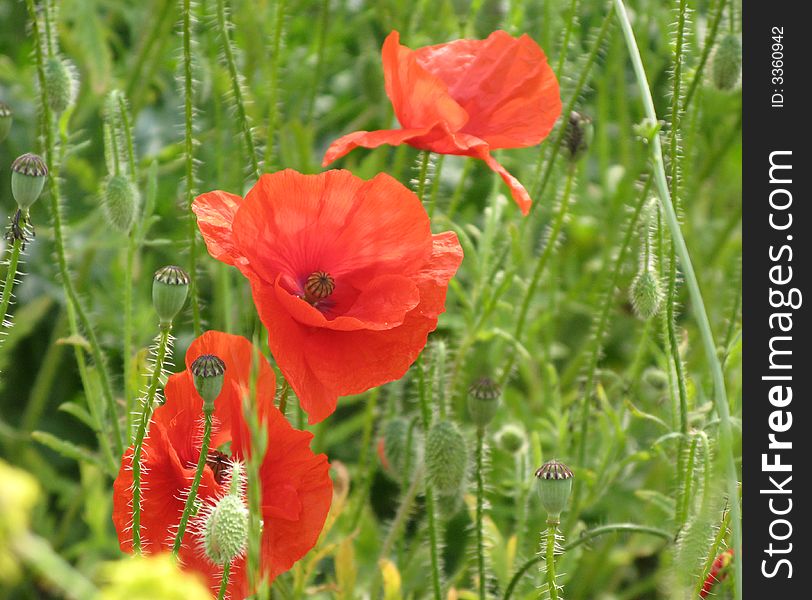 Three wild red poppies in a field. Three wild red poppies in a field