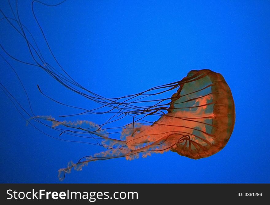 A red jellyfish floating in the water. A red jellyfish floating in the water
