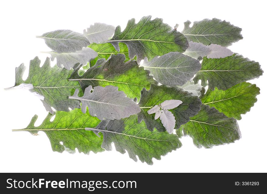 Green and silver color plant background. Green and silver color plant background
