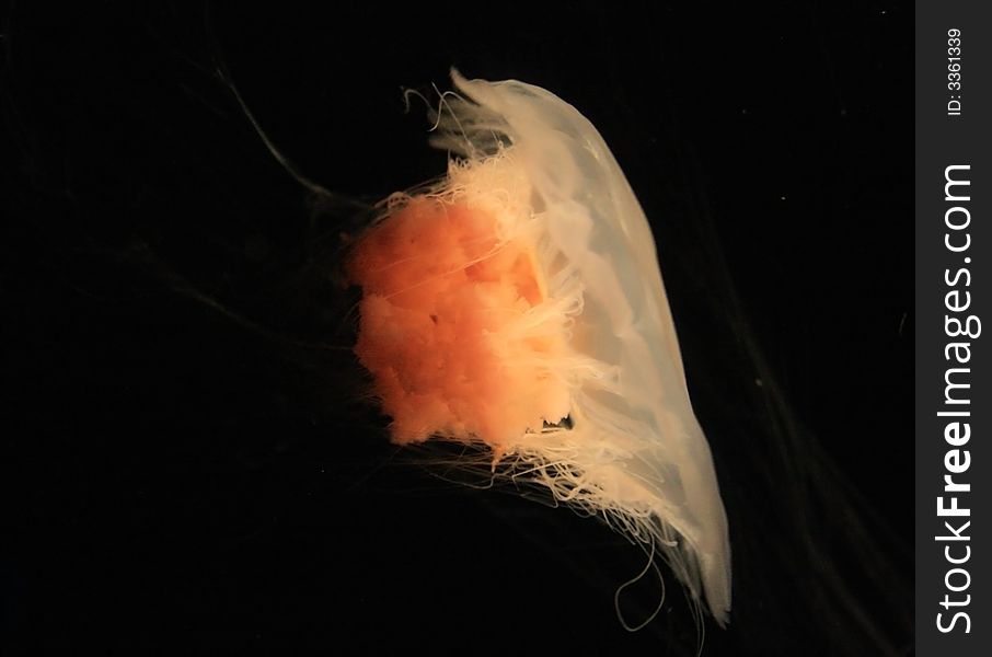 A red jellyfish on the black background. A red jellyfish on the black background