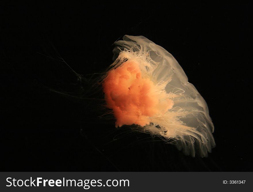 A red jellyfish on the black background. A red jellyfish on the black background