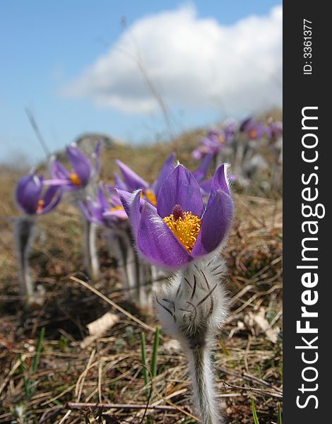 First spring beautiful flowers - crocus,. First spring beautiful flowers - crocus,