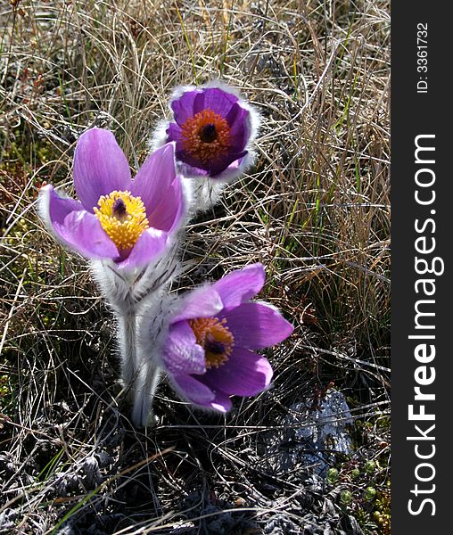 Crocus In The Grass