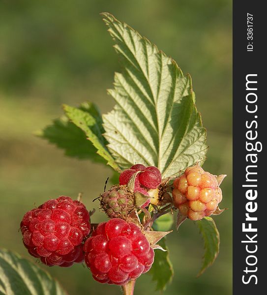 Ripe and ripening berries on a  raspberries-bush. Ripe and ripening berries on a  raspberries-bush