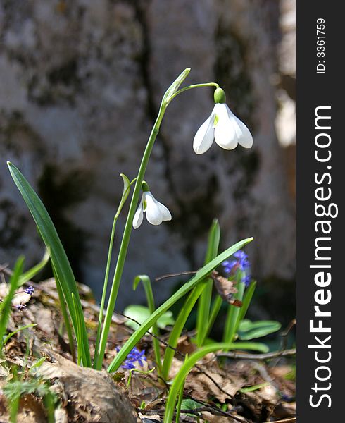 Crocus in the grass, First snowdrop