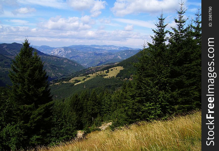 Balkan mountain view with firs and yellow grass in front of