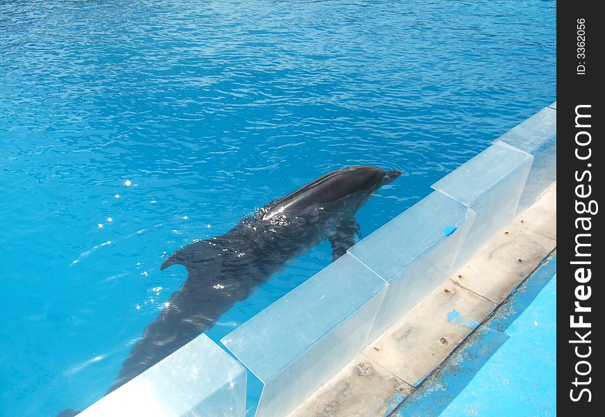 Dolphin In Swimming Pool