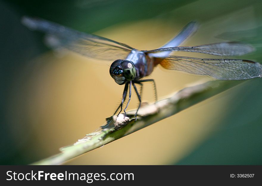A dragonfly resting on a plant