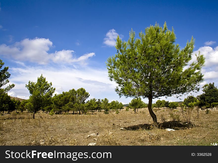 Sicilian Landscape is an image of some pines of the reforest. Sicilian Landscape is an image of some pines of the reforest