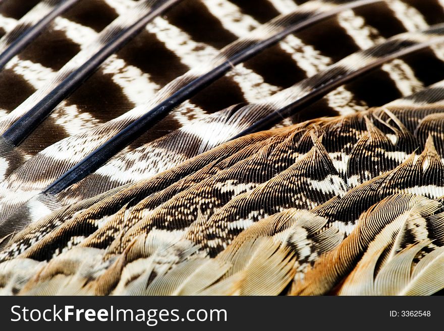 PHEASANT S FEATHER