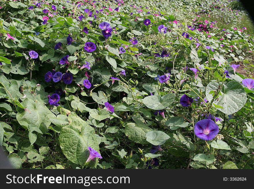 A vine used for ground cover with purple flowers. A vine used for ground cover with purple flowers