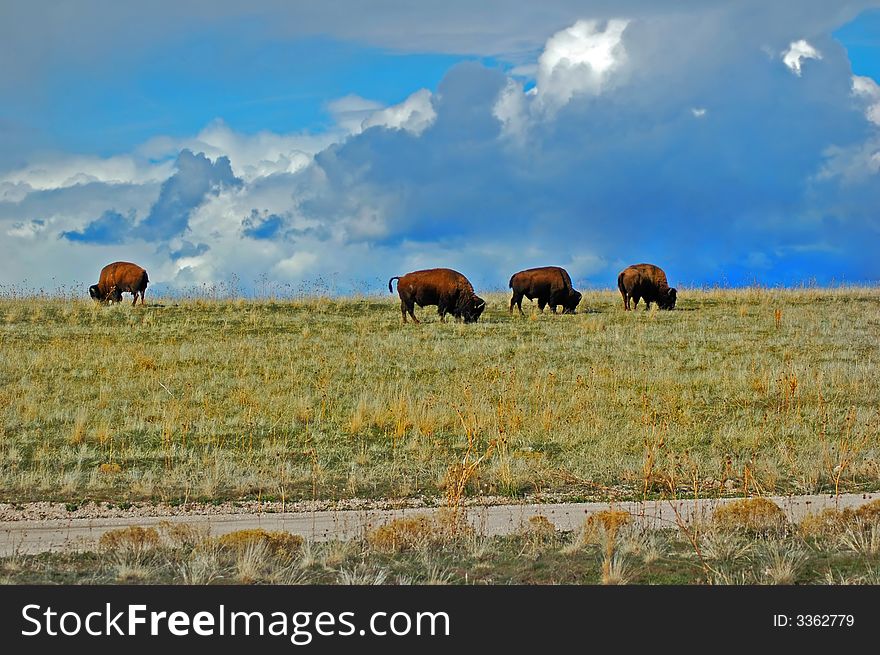 Feeding bison in Utah national park