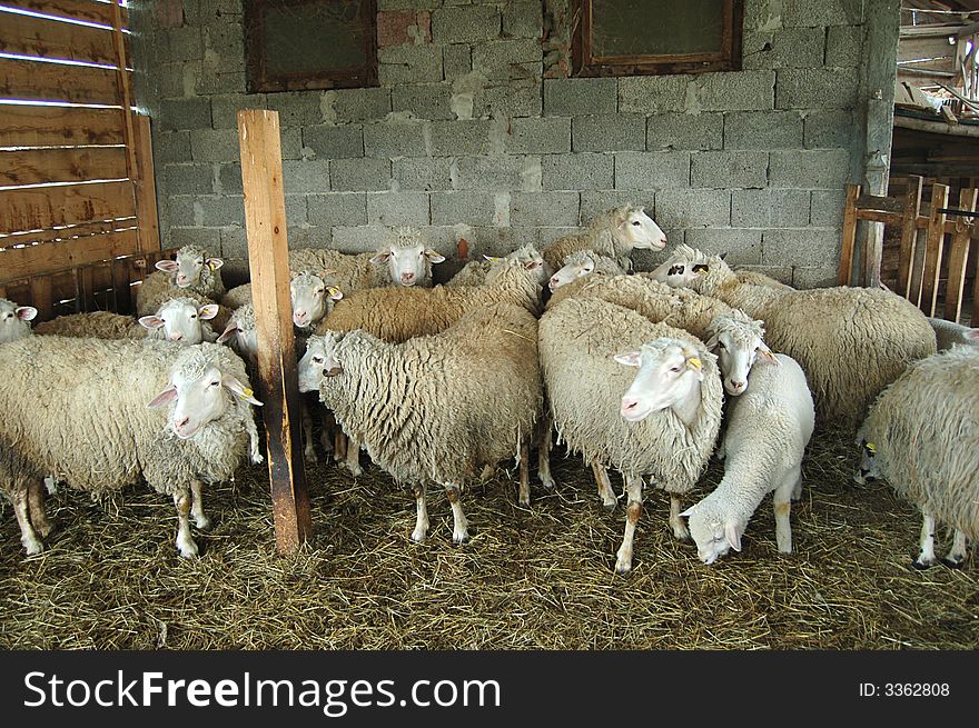 Sheeps together in the barn. Sheeps together in the barn