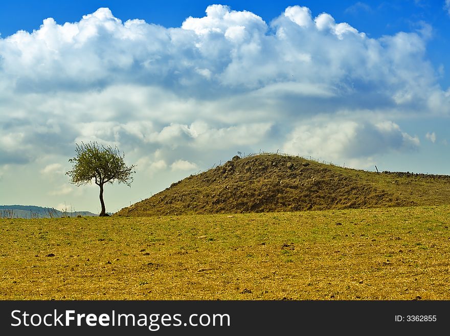 An isolated tree in the sicilian country. An isolated tree in the sicilian country.