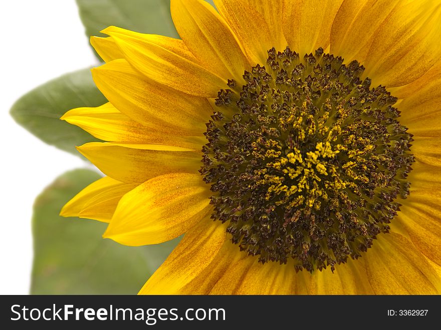 Close Up Of Sunflower