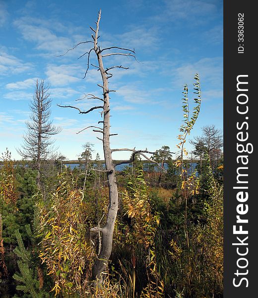 Dry tree on swamp. Autumn.