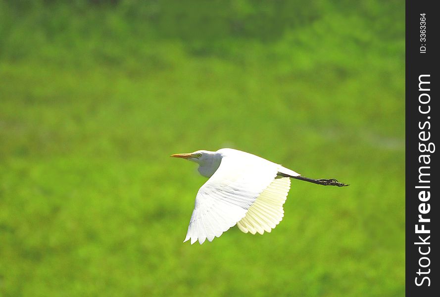 A Egret flying over the green meadow