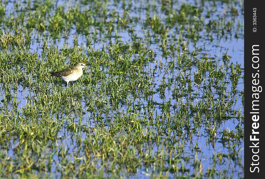 A Spotted Sandpiper in grass wet land