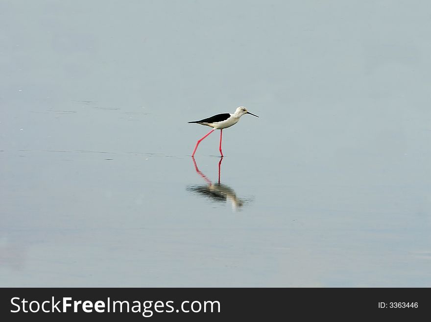 A White Breasted Sandpiper in river, reflection is also visible