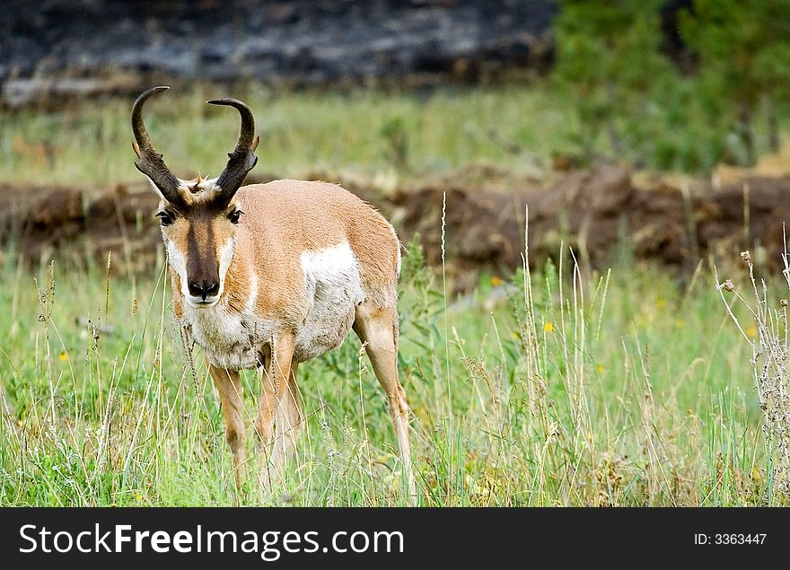Large, curious male antelope in Custer State Park, South Dakota. Large, curious male antelope in Custer State Park, South Dakota