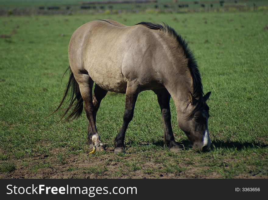 Grey horse eating in a pastures field