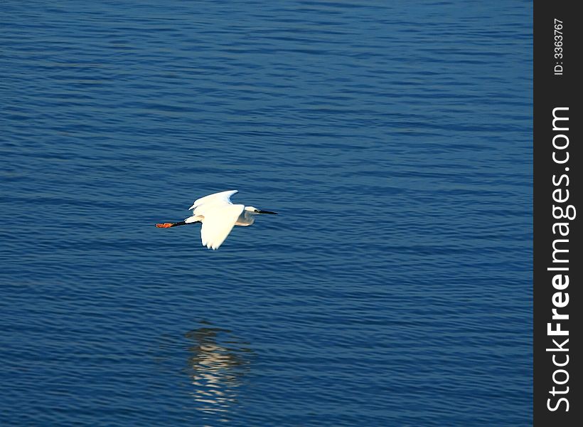 A Egret flying over the blue river, reflection is also visible