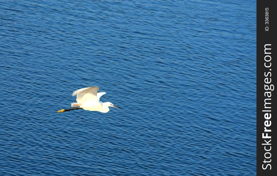 A Egret flying over the blue river