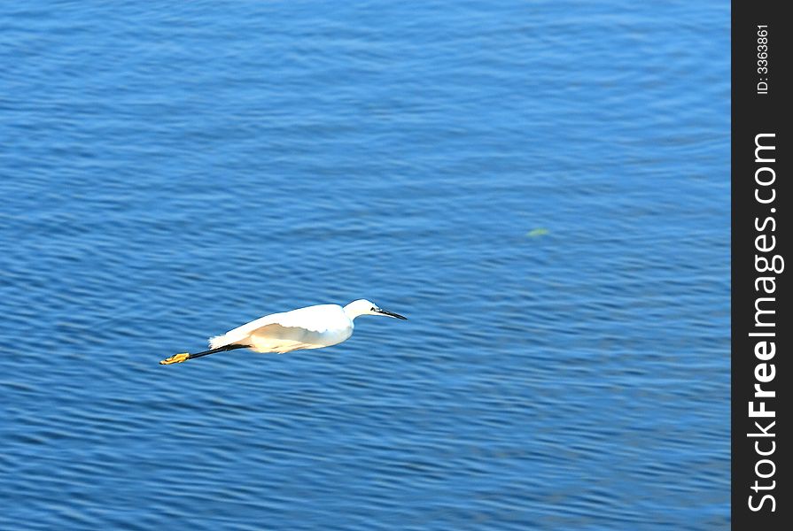 A Egret flying over the blue river