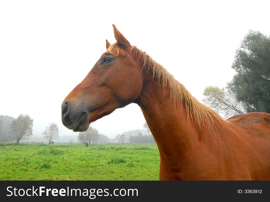 Close up of a horse with nature scene and another horse in the background