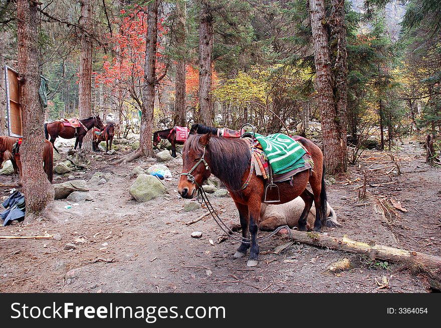 Horse in the Bi-Peng valley