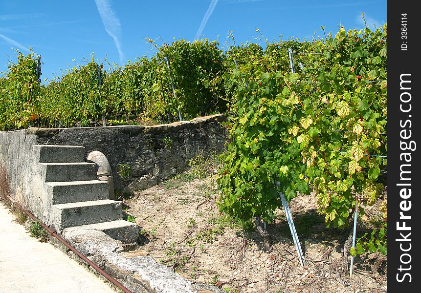 Landscape in the Lavaux area vineyards, in the French part of Switzerland on the northern shore of Lake Geneva (or Lake Leman). This whole area of wine cultivation with stone terraces, was designated a few years ago part of the World Heritage Sites. Landscape in the Lavaux area vineyards, in the French part of Switzerland on the northern shore of Lake Geneva (or Lake Leman). This whole area of wine cultivation with stone terraces, was designated a few years ago part of the World Heritage Sites.