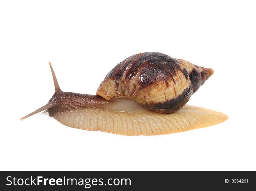 Big and brown snail on the white background