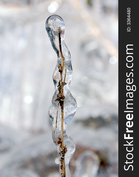 A weed encapsulated in a bubble of ice. A weed encapsulated in a bubble of ice