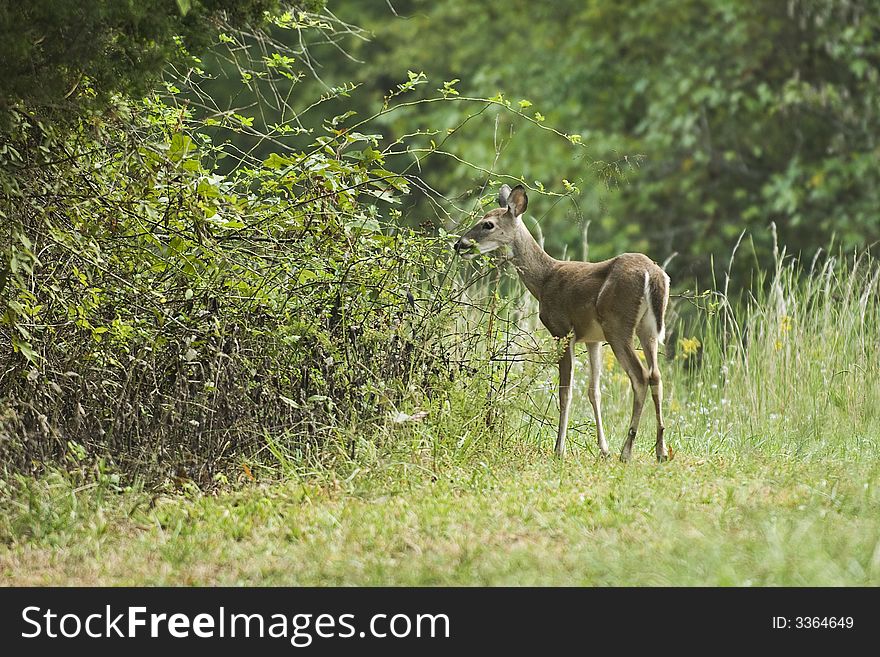 Closeup of wild deer in a meadow. Closeup of wild deer in a meadow